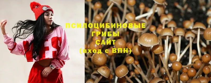 где найти наркотики  Великие Луки  Псилоцибиновые грибы Magic Shrooms 